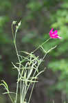 Woodland poppymallow